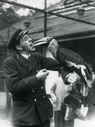 Keeper, T. Raggett matar en stor indisk näshornsfågel med en frukt i munnen. London Zoo 1924