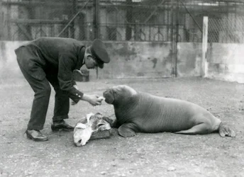 Keeper, Arthur Chandler, matar fisk till en ung valross, London Zoo, 1924