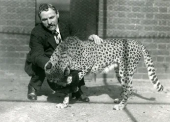 Keeper Charles Dixon med en lekfull gepard på London Zoo, oktober 1922