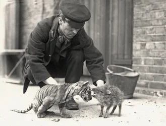 Väktaren H. Warwick med en tigerunge och en peccary, fotograferad på ZSL London Zoo, maj 1914.