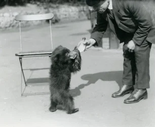 Keeper Harry Warwick flaska matar en sengångsbjörnunge på London Zoo, augusti 1921