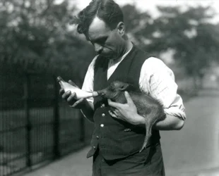 Väktaren Harry Warwick matar en vårtsvinsunge med flaska i London Zoo i augusti 1922.