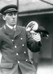 Keeper, Thomas Raggett, håller en rödnäbbad tukan med ett ägg i munnen på London Zoo 1924