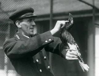 Keeper, Thomas Raggett, strök en stor indisk näshornsfågel under näbben på London Zoo, 1924