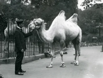 Keeper W. Styles med en baktrisk kamel på London Zoo, juli 1914