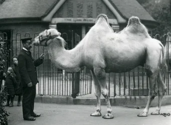 Keeper W. Styles, med en baktrisk kamel, utanför Lamahuset på London Zoo, juli 1914