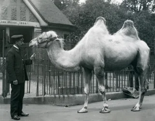 Keeper W. Styles, med en baktrisk kamel, utanför Lamahuset på London Zoo, juli 1914
