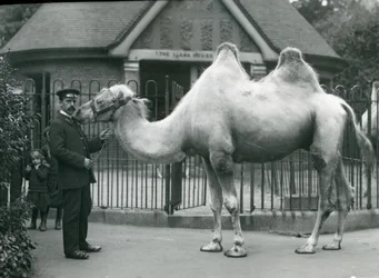 Keeper W. Styles, med en baktrisk kamel, utanför Lamahuset på London Zoo, juli 1914
