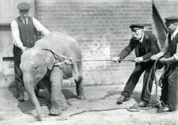 Keepers A. Church, Charles Eyles och H. Robertson försöker leda en asiatisk elefant på ett rep, London Zoo, september 1919