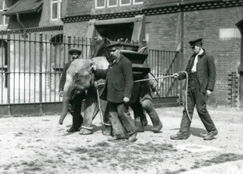 Väktarna Jack Milbourne, H Robertson och Thomas tränar en ung asiatisk elefant, London Zoo, maj 1922 (svart foto).