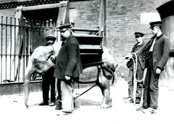 Väktarna Jack Milbourne, H Robertson och Thomas tränar en ung asiatisk elefant, London Zoo, maj 1922 (svart foto).