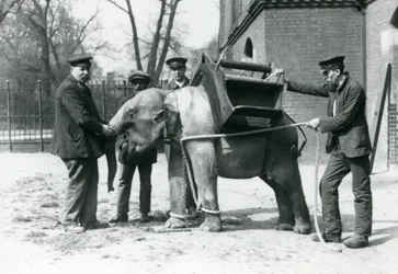 Väktarna Jack Milbourne, H Robertson och Thomas tränar en ung asiatisk elefant, London Zoo, maj 1922 (svart foto).