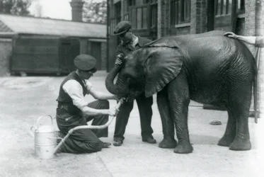 Skötare hjälper den unga afrikanska elefanten Kiberenge att dricka ur en slang som har fästs vid en vattenkanna, London Zoo, juli 1924
