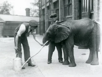 Skötare hjälper unga hane av afrikansk elefant Kiberenge att dricka ur en slang som har fästs vid en vattenkanna, London Zoo, juli 1924
