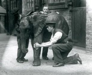 Väktare som oljar huden på den unga afrikanska elefanten Kiberenge, London Zoo, juli 1924