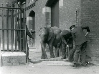 Väktare med ung hane av afrikansk elefant Kiberenge, London Zoo, 1924