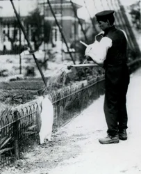 King Penguin, som fick en dusch, av djurhållaren Harry Munro, med en vattenkanna på London Zoo maj 1914. Munro dödades i första världskriget efter att ha tjänstgjort i armén, i luftskepp och på anti-subma