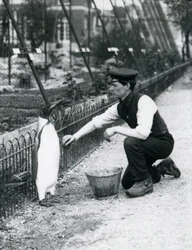 King Penguin, som fick en tvätt, av djurhållaren Harry Munro, med en svamp på London Zoo maj 1914. Munro dödades i första världskriget efter att ha tjänstgjort i armén, i luftskepp och på anti-ubåtspat.