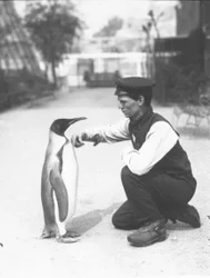 Kung Pingvin, med djurskötare Harry Munro, 1914
