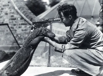 Komodovaranen på Sumbawa med vårdaren H. Alec Budd, 1928