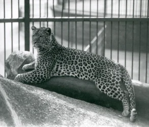 Leopard Rex liggande på en stock i sitt inhägnad på London Zoo i juli 1925