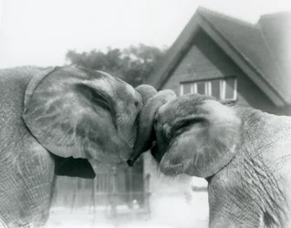 Den afrikanska elefanthanen Kiberenge och den afrikanska elefanthonan Hango hälsar varandra genom att knyta stammar på London Zoo i oktober 1927. Kiberenge hade presenterats för London Zoo av H.E. Sir Horace Byatt