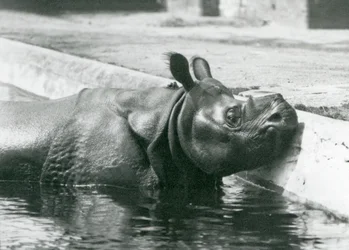 Den indiska noshörningen Felix njuter av ett dopp i sin pool på London Zoo i juni 1928