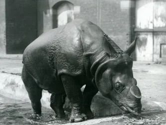 Den indiska noshörningen Felix lämnar sin pool på London Zoo 1928