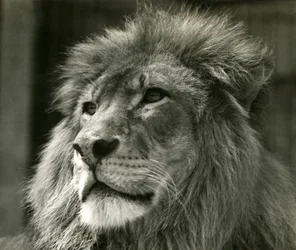 Lejonhanen Kuja på London Zoo i augusti 1924