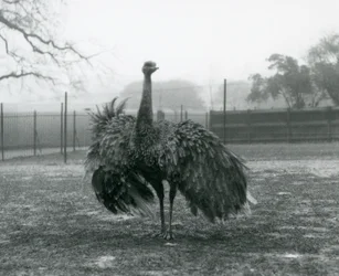 Manlig samtalsvisning vid en Greater Rhea, London Zoo