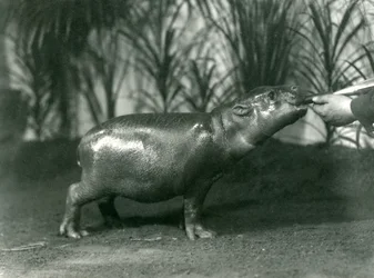 Percy, en ung pygméflodhäst som handmatas på London Zoo, november 1923 (bw-foto)
