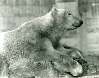 Isbjörnen Sam vilar på klippor på Mappin Terraces, London Zoo, före 1930