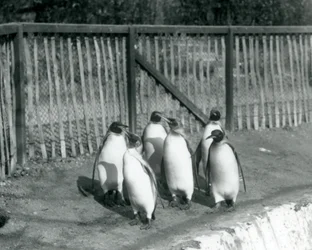 Sex kungpingviner går bredvid sin pool på London Zoo 1927