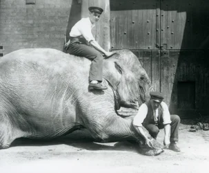 Sundermalah får sin främre fot trimmad av en målvakt, med en fil, medan en annan sitter på hennes rygg, London Zoo, augusti 1926
