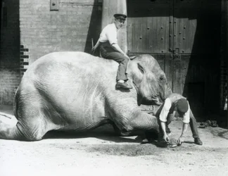 Sundermalah får sin främre fot trimmad av en målvakt, med en fil, medan en annan sitter på hennes rygg, London Zoo, 1926
