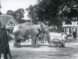 Syed Ali rider på Indianani bakom en kärra, London Zoo, oktober 1925