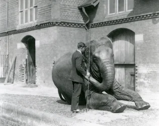Syed Ali tränar Indiarani framför elefanthuset, London Zoo, augusti 1923 (svart foto).