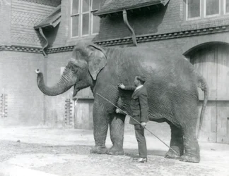 Syed Ali tränar Indiarani framför elefanthuset, London Zoo, augusti 1923 (svart foto).