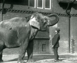 Syed Ali tränar indiarani framför Elephant House, London Zoo, oktober 1925