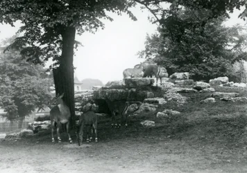 ElandAntelope Paddock på London Zoo 1924