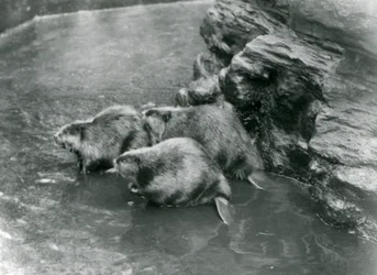 Tre bävrar i deras pool på London Zoo, 1920-talet