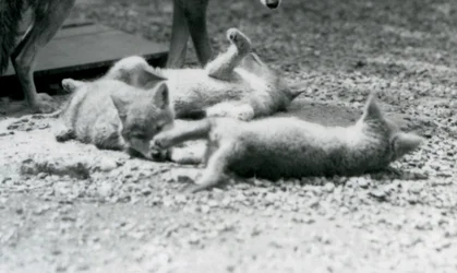 Tre Coyote-valpar som rullar på marken, vid sin mammas fötter, London Zoo