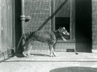 Pungvarg/Tasmansk varg på London Zoo i augusti 1926