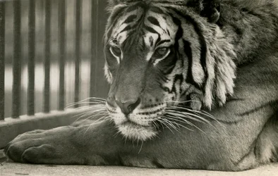 Tiger Sam på London Zoo, 1925