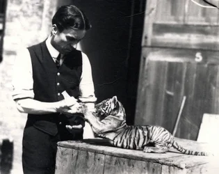 Tigerunge matas av djurhållaren Harry Warwick, 1914
