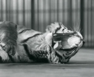 Tigress "Sally" gäspar när hon ligger på golvet i sin inhägnad, London Zoo.
