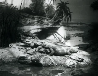 Två alligatorer, i panoramamiljö, på London Zoo i juni 1927