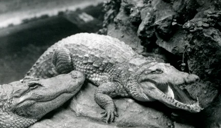 Två amerikanska alligatorer på London Zoo, juli 1914