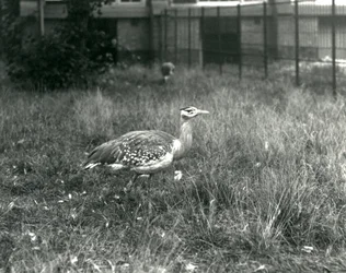 Två arabiska bustards som står i sin inhägnad på London Zoo, september 1927