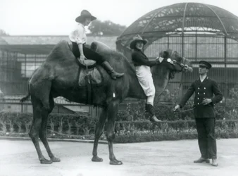 Två Cowgirls poserar på en baktrisk kamel, som hålls av dess djurhållare, under ett besök på London Zoo 1924